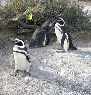 pinguinos-4.jpg