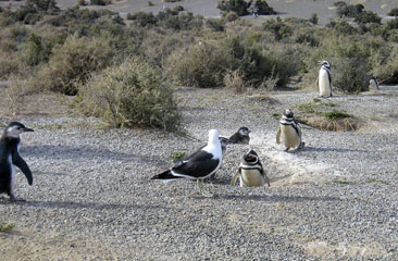 pinguinos-5.jpg